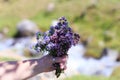 Bouquet of wild mountain herbs thyme and oregano. Hand with a bouquet on a natural background Royalty Free Stock Photo