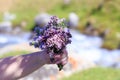 Bouquet of wild mountain herbs thyme and oregano. Hand with a bouquet on a natural background Royalty Free Stock Photo