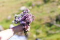 Bouquet of wild mountain herbs thyme and oregano. Hand with a bouquet on a natural background Royalty Free Stock Photo