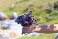 Bouquet of wild mountain herbs thyme and oregano. Hand with a bouquet on a natural background Royalty Free Stock Photo