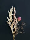 Bouquet of Wild plants, Withered field cereal, Flowers isolated on black Background