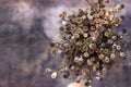 A bouquet of wild poppy heads. Brown dry poppy heads, background