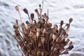 A bouquet of wild poppy heads. Brown dry poppy heads, white background