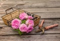 Bouquet of wild rose on basket next to the gardening shears