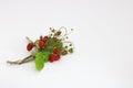 Bouquet of wild strawberry berries close-up Royalty Free Stock Photo