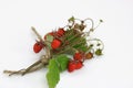 Bouquet of wild strawberry berries close-up Royalty Free Stock Photo