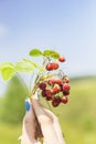 Bouquet of wild strawberry berries in the hands of a girl on a blurred background of the meadow Royalty Free Stock Photo