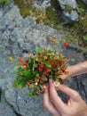 Bouquet of wild strawberry in the hand. Ripe strawberry in the forest Royalty Free Stock Photo