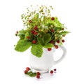 Bouquet of wild strawberry Royalty Free Stock Photo