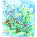 Bouquet of wild strawberry red berries green leaves watercolor drawing illustration blue background glade Royalty Free Stock Photo