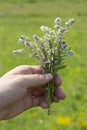 Bouquet of wild thyme flowers in the male hand in the meadow. Lilac purple flowers thyme sprigs leaves, aromatic herbs Royalty Free Stock Photo