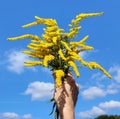 Bouquet of wild yellow wildflowers in a woman`s hand on a background of summe  sky Royalty Free Stock Photo