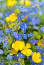 Bouquet of wildflowers