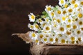 Bouquet of wildflowers, chamomile