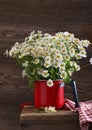 Bouquet of wildflowers, chamomile