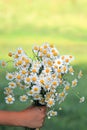 A bouquet of wildflowers daisies gives a child's hand Royalty Free Stock Photo