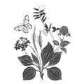 A bouquet of wildflowers and herbs with butterfly. Summer background. Black and white vector illustration. Isolated element Royalty Free Stock Photo