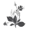 A bouquet of wildflowers and herbs. Summer background. Black and white vector illustration. Isolated element for design on white. Royalty Free Stock Photo