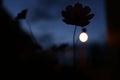 Bouquet of wildflowers at sunset, cosmos flower in the garden