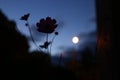 bouquet of wildflowers at sunset, cosmos flower, the moon