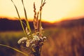 Bouquet of wildflowers at sunset of a summer sunny day against a background of a field and a gradient sky Royalty Free Stock Photo