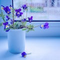 Bouquet of wildflowers on the windowsill. Blue flowers pansies. Toned image. Royalty Free Stock Photo