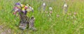 Bouquet of wilf flowers in hiking shoes in a meadow