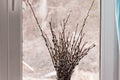 Bouquet of willow branches in vase on the windowsill. Royalty Free Stock Photo