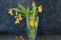 bouquet of wilted yellow tulips in vase on black background Royalty Free Stock Photo