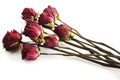 Bouquet of withered roses against a white background Royalty Free Stock Photo