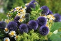 Bouquet of wonderful fresh Summer Flowers with Daisies and Thistles