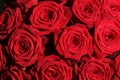 A Bouquet of wonderful red Roses
