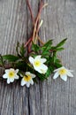 A bouquet of wood anemones