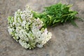 Bouquet of yarrow Royalty Free Stock Photo