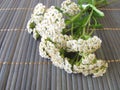 Bouquet of yarrow