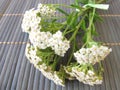 Bouquet of yarrow Royalty Free Stock Photo