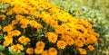 Bouquet yellow blooming chrysanthemums on green background