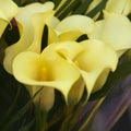 Bouquet of yellow calla lilies. Royalty Free Stock Photo
