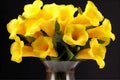 Bouquet of yellow calla lilies in vase on black background Royalty Free Stock Photo