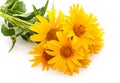 Bouquet of yellow chamomile. Royalty Free Stock Photo