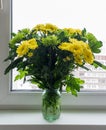 Bouquet of yellow chrysanthemums and green stands on windowsill