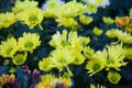 Bouquet of yellow chrysanthemums on a white background. Yellow flowers on a white background. Flowerpot of yellow chrysanthemums o
