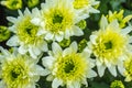 Bouquet of yellow chrysanthemums on a white background. Yellow flowers on a white background. Flowerpot of yellow chrysanthemums o