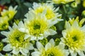 Bouquet of yellow chrysanthemums on a white background. Yellow flowers on a white background. Flowerpot of yellow chrysanthemums o