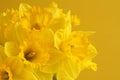 Bouquet yellow daffodils on a yellow background. Closeup Royalty Free Stock Photo