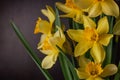 Bouquet of yellow daffodils on dark background. Spring blooming flowers Easter blog site banner low key modern style Royalty Free Stock Photo