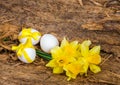 Bouquet of yellow daffodils and chicken egg with a ribbon Royalty Free Stock Photo