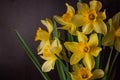 Bouquet of yellow daffodils on dark background. Spring blooming flowers Easter blog site banner low key modern style Royalty Free Stock Photo