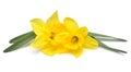 Bouquet of yellow daffodils flowers isolated on white background Royalty Free Stock Photo