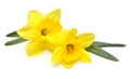 Bouquet of yellow daffodils flowers isolated on white background Royalty Free Stock Photo